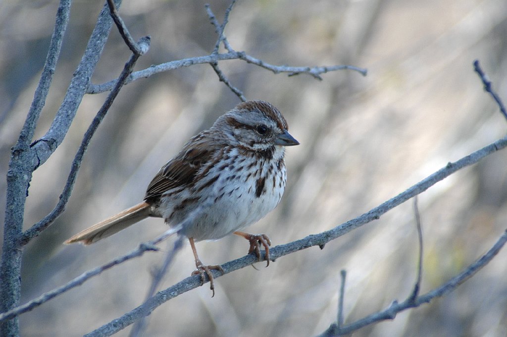 Sparrow, Song, x2009-05119088 Parker River NWR, MA.JPG - Song Sparrow. Parker River NWR, MA, 5-11-2009